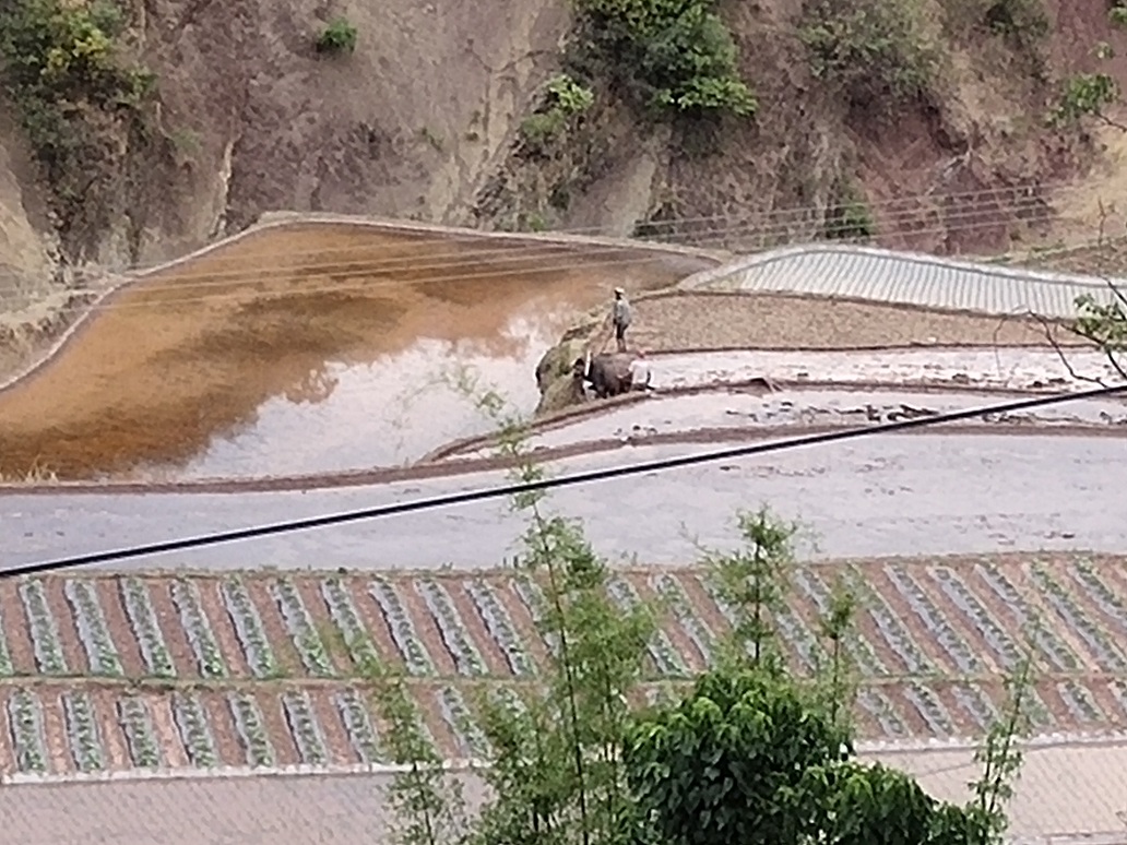 插圖10：用云南信托10萬元專項資金修建抽水站引水灌溉的農田 - 副本.jpg
